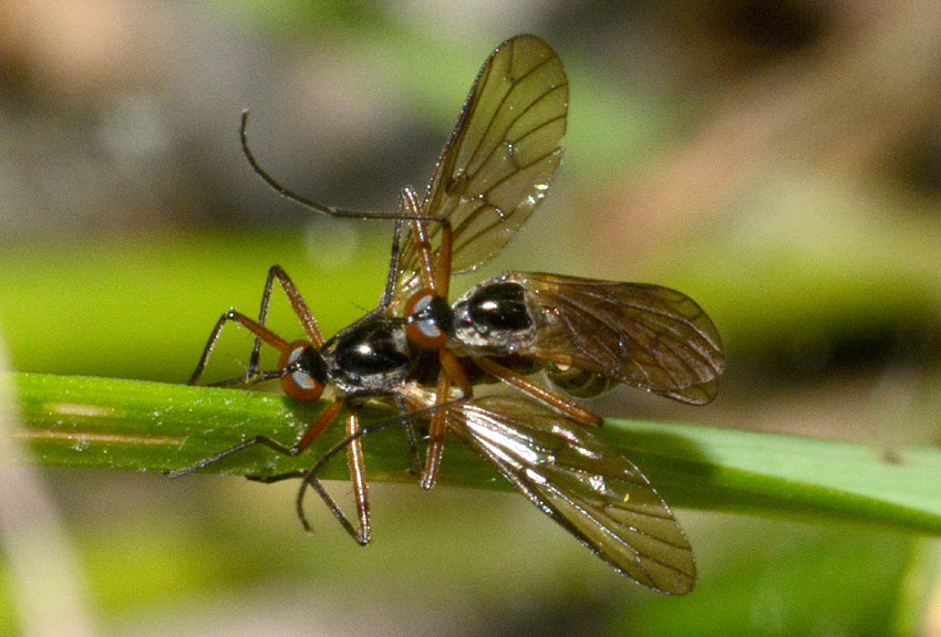 Brachystoma sp.